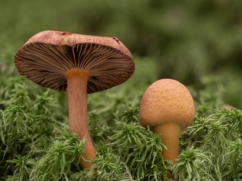 Chroogomphus helveticus Chroogomphus helveticus